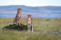 351 - LOOK OUT - DE SILVA VARUNI - sri lanka <div : Cheetah, Kenya